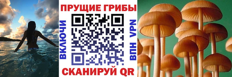 Псилоцибиновые грибы MAGIC MUSHROOMS где найти Киренск